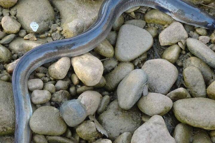 Anguila