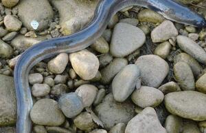 Anguila