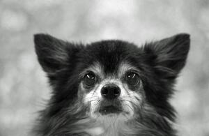 Foto de perro
