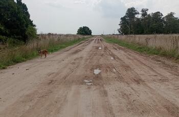 Ruta