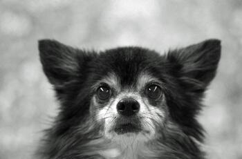 Foto de perro