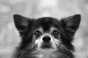Foto de perro
